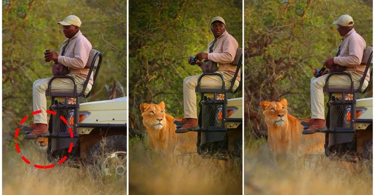 lion looking at safari vehicle lion looking at safari vehicle