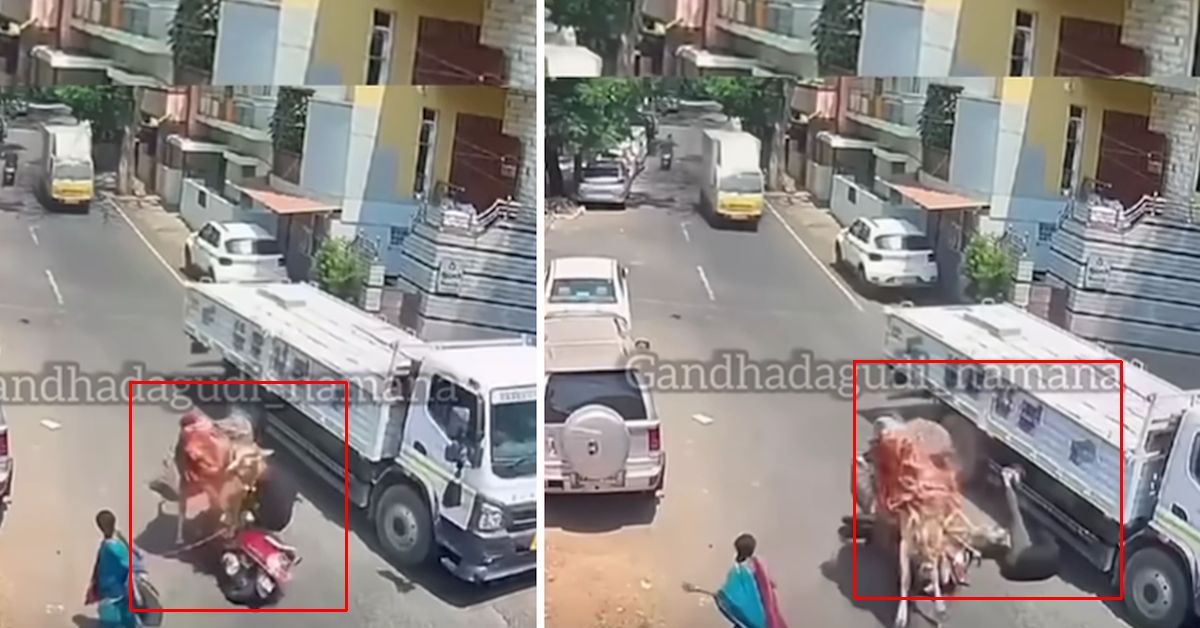 lucky biker escapes truck cow attack lucky biker escapes truck cow attack